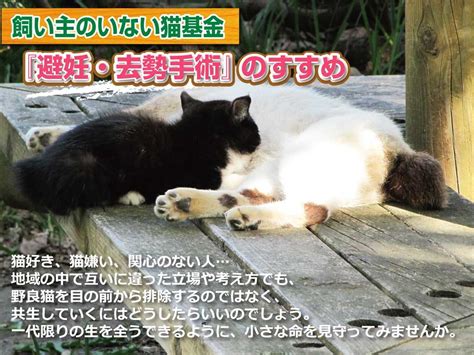 飼い主のいない猫 犬猫新しい飼い主（里親）募集 認定npo法人hokkaidoしっぽの会