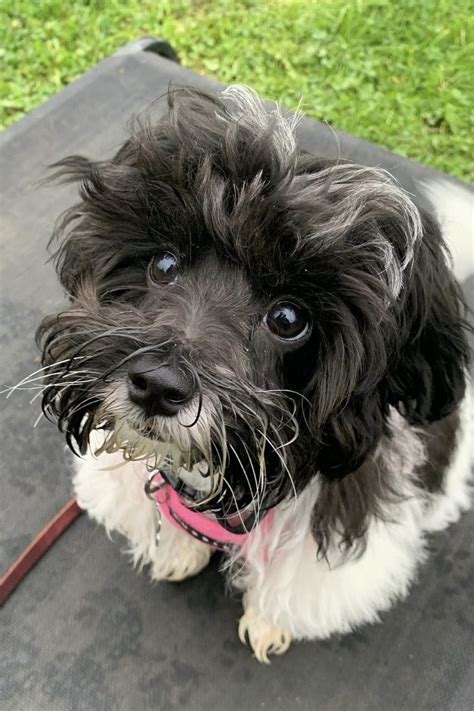 Maltipoo Colors Guide Black White Apricot Red Phantom Etc