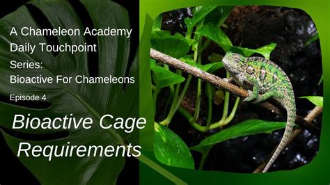 Chameleon Bioactive Cage What To Look For Youtube