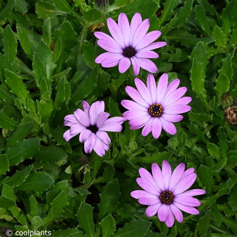 Osteospermum Cannington Roy Buy Plants At Coolplants