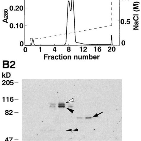 ³⁵S Labeled l afadinbinding proteins A Subcellular distribution of