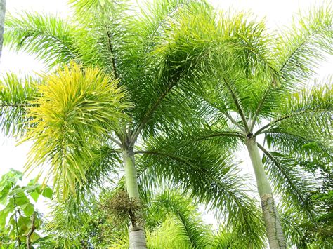 How To Plant And Grow Cuban Royal Palm Roystonea Regia