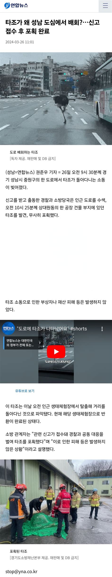 오늘자 성남 도로를 질주하는 타조 포획 ㄷㄷㄷㄷ 유머움짤이슈 에펨코리아