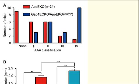 Endothelial Grb Associated Binder Gab Deletion Accelerates Aortic