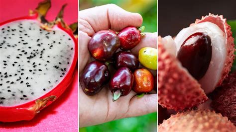 Tres Frutas Poco Conocidas Con Increíbles Beneficios Para La Salud