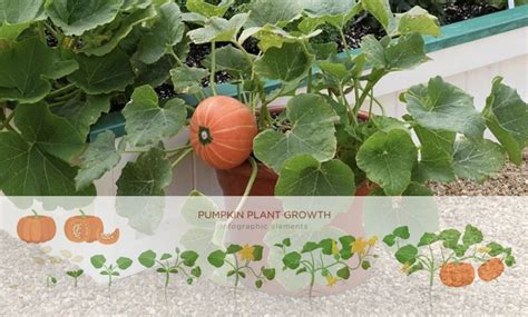 Pumpkin Growing Stages: Growing Pumpkin From Seed To Harvest