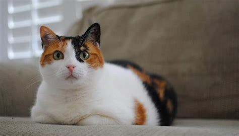 125 Unique Calico Cat Names Based On Patterns