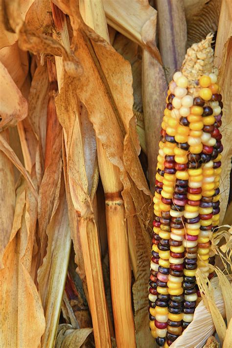 Indian Corn Colors Photograph by Robert Tubesing - Pixels