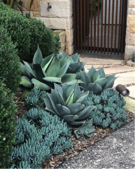 Plantas De Poca Agua Que Puedes Poner En Tu Terraza Terrazachic