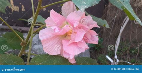 Hibiscus Mutabilis Flower On Green Nature Background Stock Photo