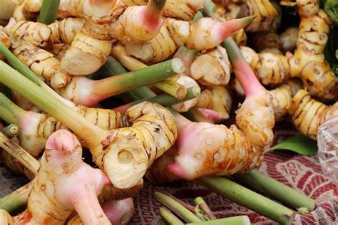 How To Plant And Grow Galangal Gardeners Path