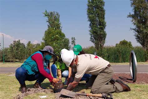 Realiza Gobierno De La Ciudad De México Jornada De Reforestación En El Parque Ecológico De