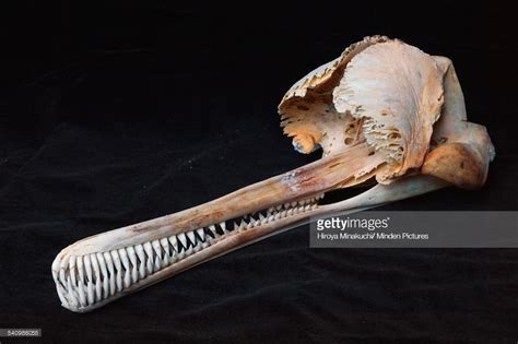 A River Dolphin Skull Looks Like It Would Belong To A Cyclops