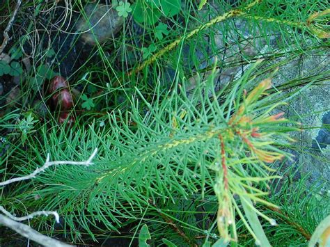 Awlleaf Sugarbush From Greyton Nature Reserve South Africa On