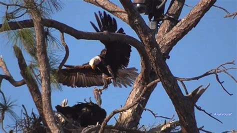 Swfl Eagle Cam M Delivers A Fresh Fish E Claims The Fish