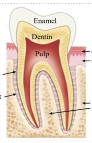 Periodontal Tissue Periodontium And Cementum Flashcards Quizlet