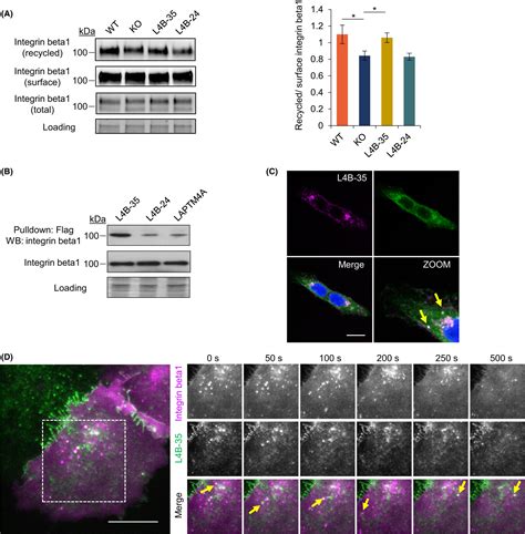 Laptm4b‐35 Promotes Cancer Cell Migration Via Stimulating Integrin