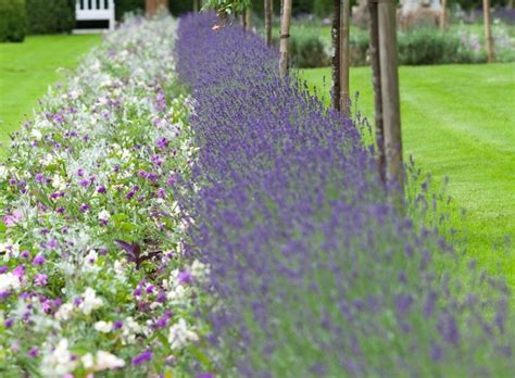 Lavender Imperial Gem Hedging Plants