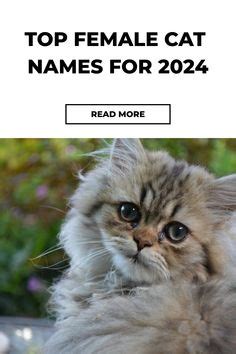 Female Cat Names Ideas In Cat Names Cat Lovers Feline