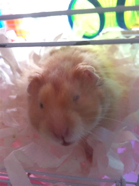 Mojito has a crusty eye, vet appointment booked for tomorrow but anyone