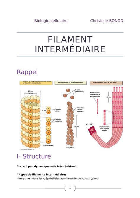 Cours de L3 Structure du cytosquelette Filament intermédiaire