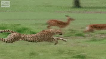 Cheetah GIFs - Find & Share on GIPHY