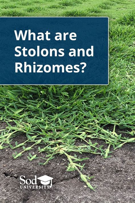 What are Stolons and Rhizomes? | Sod University | Sod Solutions | Lawn ...