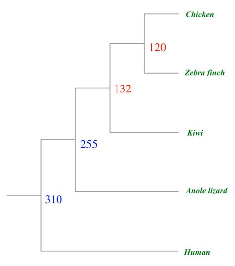 Divergence Times Estimated Using The Software Multidivtime 29