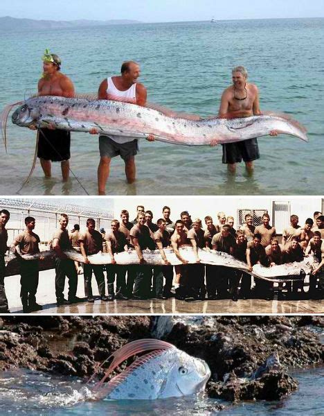 Giant Oarfish