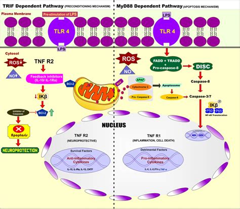 Overview Of The Molecular Signaling Pathway It Involved Molecular