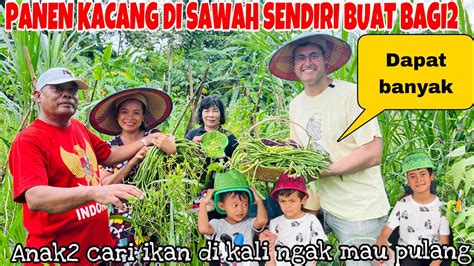 PANEN KACANG DI SAWAH KU BUAT BAGI2 DAN ANAK2 CARI IKAN DI SUNGAI TIDAK