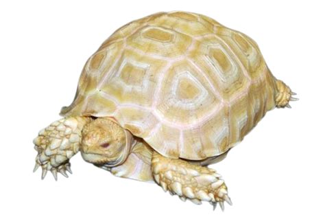 白化盾臂龜 Centrochelys Sulcata 新滙發水族有限公司