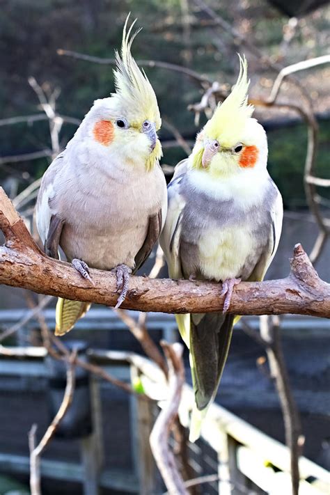 Feathered Friends Photograph By Lynnette Johns Fine Art America