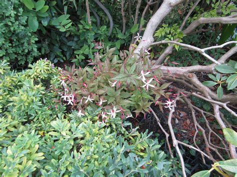 Gillenia Trifoliata Pink Profusion My Garden Leonora Ellie