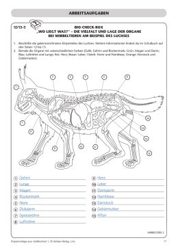 Innere Organe Hund