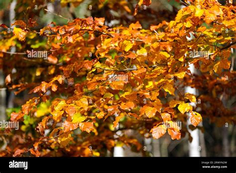 Autumn Time Colorful Fall Colorful Beech Trees Sunny Autumn Day