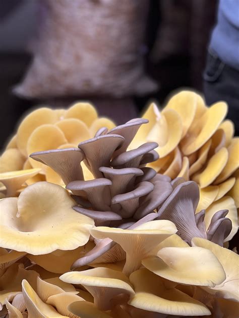 Comprehensive Guide Explaining The Different Mushroom Products Available - RYZE Superfoods