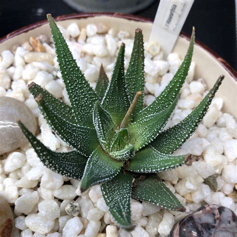 Haworthiopsis Attenuata Var Radula Syn Haworthia Attenuata Var