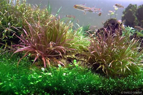 Blixa japonica | AquaScaping World Forum | Freshwater aquarium plants ...