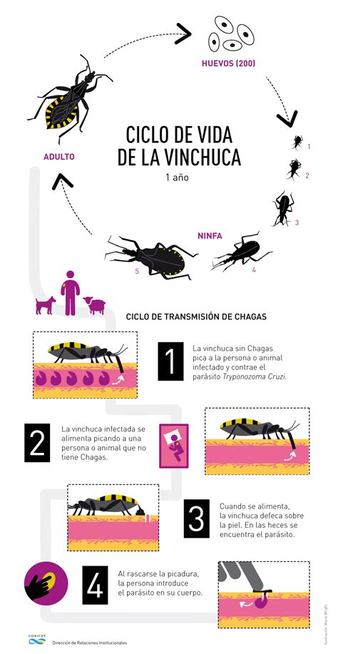 El Mapa Genético De La Placenta Para Prevenir La Transmisión Del