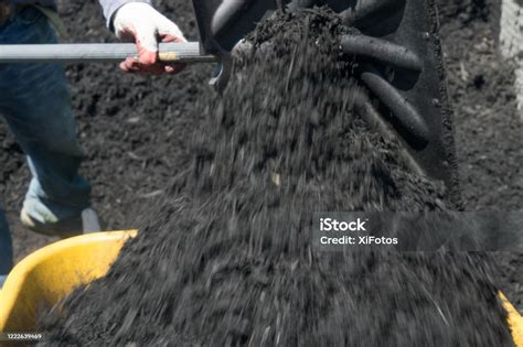 Man Shoveling Black Mulch Into A Wheelbarrow Stock Photo Download