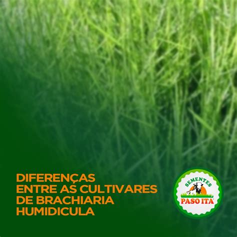 DIFERENÇA ENTRE BRACHIARIA HUMIDÍCULA CV HUMIDICULA E BRACHIARIA