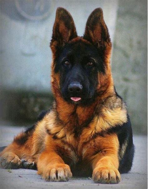 Black & Red German Shepherds: Stunning Colors and Remarkable Traits