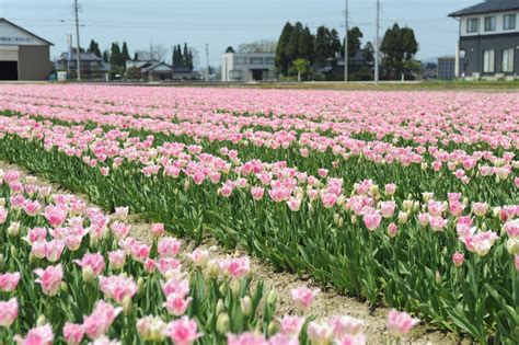 チューリップ畑 【公式】砺波市観光サイト 砺波旅 となたび