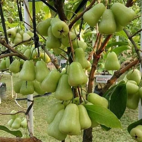 GARANSI BIBIT BUAH JAMBU AIR MADU DELI HIJAU Lazada Indonesia