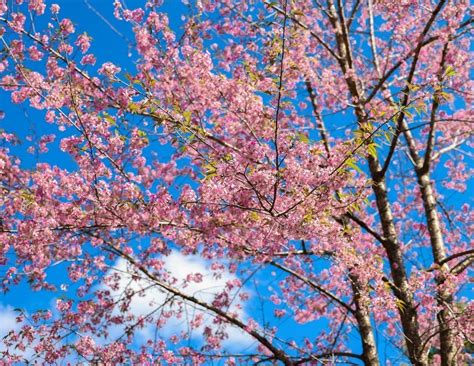 The Beauty And Symbolism Of Sakura Exploring The Meaning Behind Japan