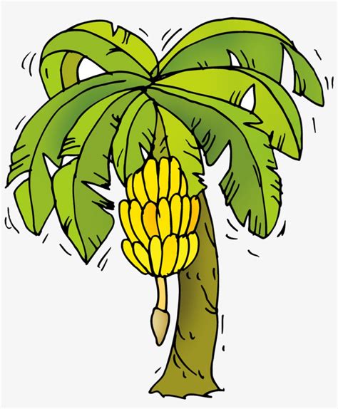 Banana Tree Cartoon Drawing ~ Banana Tree Cartoon For You Design Vector ...