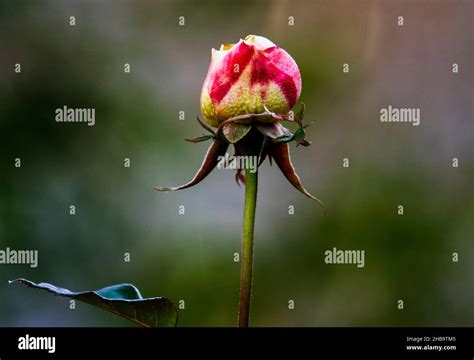 A winter rose in December bloom Stock Photo - Alamy