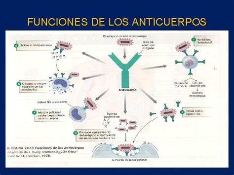 Sistema Inmune Inmunoglobulinas Receptores Respuesta Inmune Y Linfocito