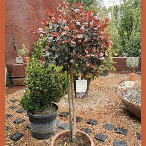 EUGENIA UNIFLORA ETNA FIRE MINI FUSTO PITANGA OR SURINAM CHERRY OR